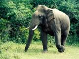 Yala National Park